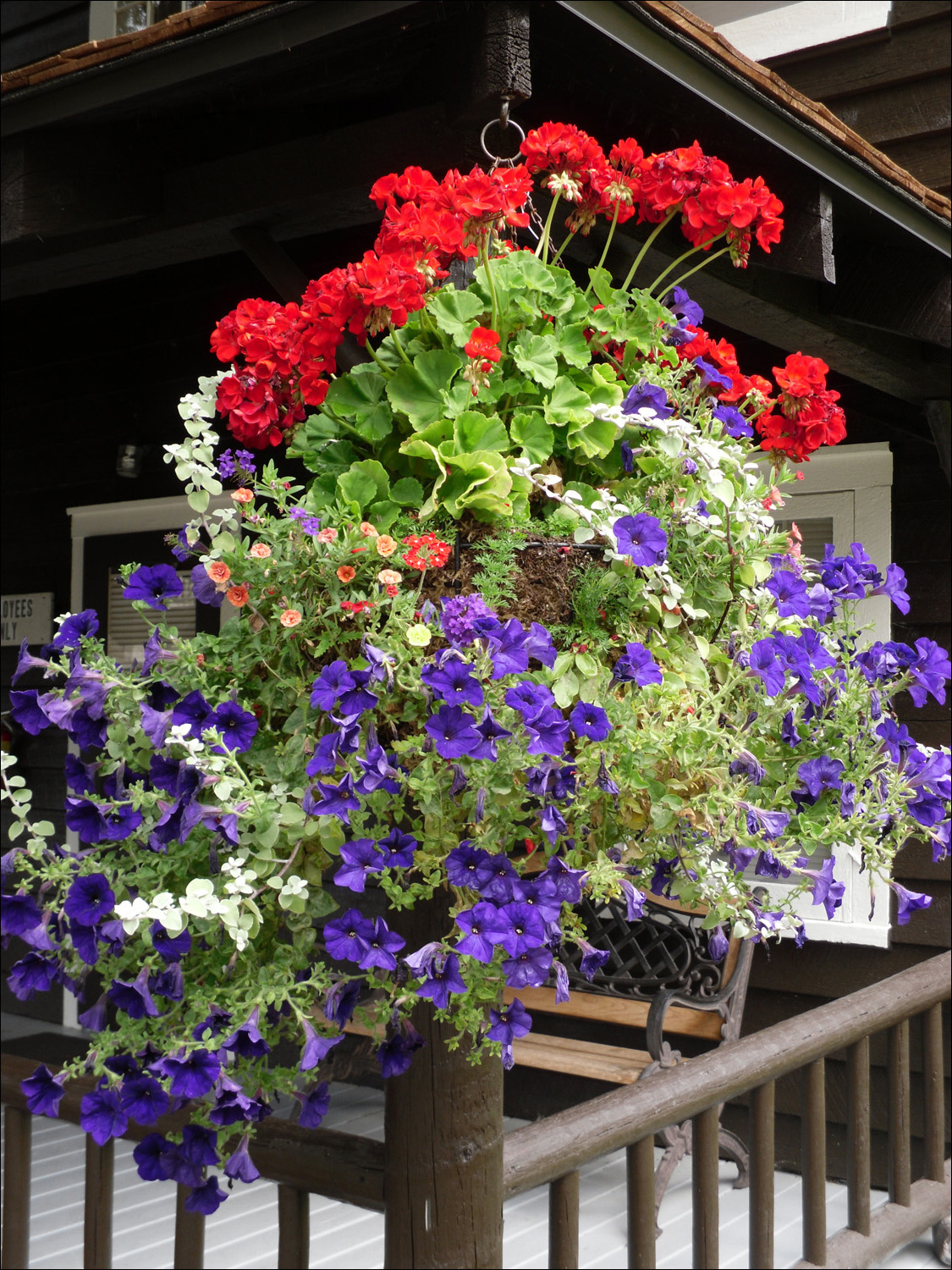 Glacier National Park- Variety of flowers surrounding Lake McDonald Lodge